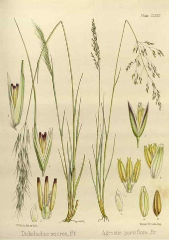 Reproducción/Reproduction 32986854391: The botany of the Antarctic voyage of H.M. discovery ships Erebus and Terror in the Years 1839-1843. London :Reeve Brothers,1844-1860.