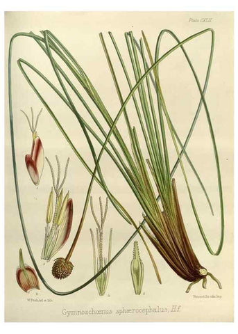 Reproducción/Reproduction 32268439404: The botany of the Antarctic voyage of H.M. discovery ships Erebus and Terror in the Years 1839-1843. London :Reeve Brothers,1844-1860.