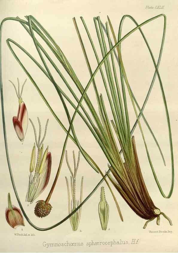 Reproducción/Reproduction 32268439404: The botany of the Antarctic voyage of H.M. discovery ships Erebus and Terror in the Years 1839-1843. London :Reeve Brothers,1844-1860.
