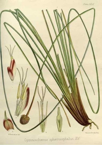 Reproducción/Reproduction 32268439404: The botany of the Antarctic voyage of H.M. discovery ships Erebus and Terror in the Years 1839-1843. London :Reeve Brothers,1844-1860.