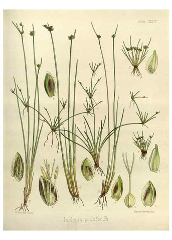 Reproducción/Reproduction 33113556515: The botany of the Antarctic voyage of H.M. discovery ships Erebus and Terror in the Years 1839-1843. London :Reeve Brothers,1844-1860.