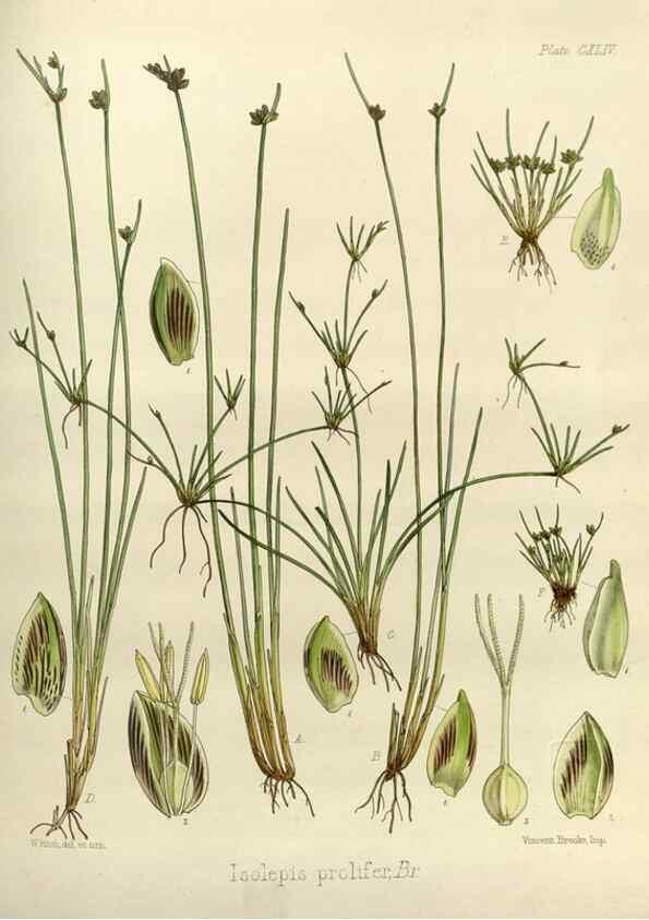 Reproducción/Reproduction 33113556515: The botany of the Antarctic voyage of H.M. discovery ships Erebus and Terror in the Years 1839-1843. London :Reeve Brothers,1844-1860.