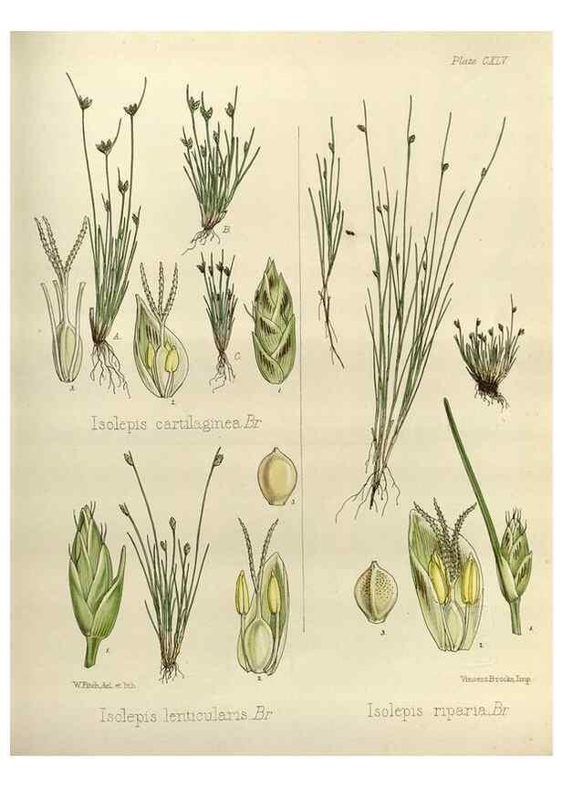 Reproducción/Reproduction 33113557775: The botany of the Antarctic voyage of H.M. discovery ships Erebus and Terror in the Years 1839-1843. London :Reeve Brothers,1844-1860.