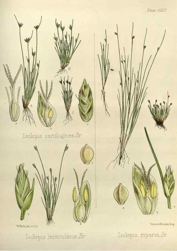 Reproducción/Reproduction 33113557775: The botany of the Antarctic voyage of H.M. discovery ships Erebus and Terror in the Years 1839-1843. London :Reeve Brothers,1844-1860.
