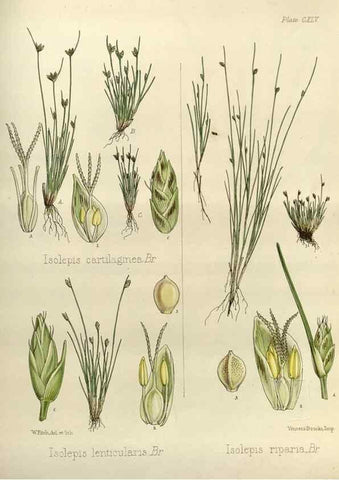 Reproducción/Reproduction 33113557775: The botany of the Antarctic voyage of H.M. discovery ships Erebus and Terror in the Years 1839-1843. London :Reeve Brothers,1844-1860.