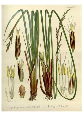 Reproducción/Reproduction 33113562465: The botany of the Antarctic voyage of H.M. discovery ships Erebus and Terror in the Years 1839-1843. London :Reeve Brothers,1844-1860.