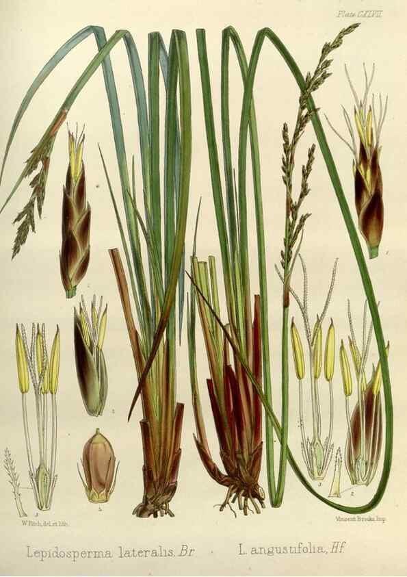 Reproducción/Reproduction 33113562465: The botany of the Antarctic voyage of H.M. discovery ships Erebus and Terror in the Years 1839-1843. London :Reeve Brothers,1844-1860.