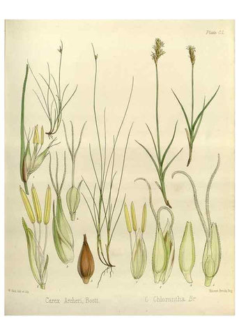 Reproducción/Reproduction 33113572145: The botany of the Antarctic voyage of H.M. discovery ships Erebus and Terror in the Years 1839-1843. London :Reeve Brothers,1844-1860.