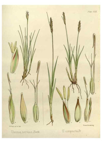 Reproducción/Reproduction 32268466994: The botany of the Antarctic voyage of H.M. discovery ships Erebus and Terror in the Years 1839-1843. London :Reeve Brothers,1844-1860.