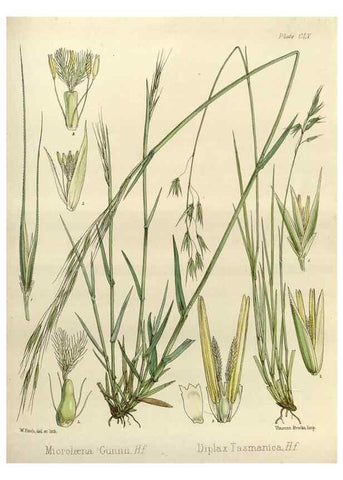 Reproducción/Reproduction 32957328122: The botany of the Antarctic voyage of H.M. discovery ships Erebus and Terror in the Years 1839-1843. London :Reeve Brothers,1844-1860.