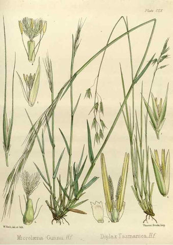 Reproducción/Reproduction 32957328122: The botany of the Antarctic voyage of H.M. discovery ships Erebus and Terror in the Years 1839-1843. London :Reeve Brothers,1844-1860.