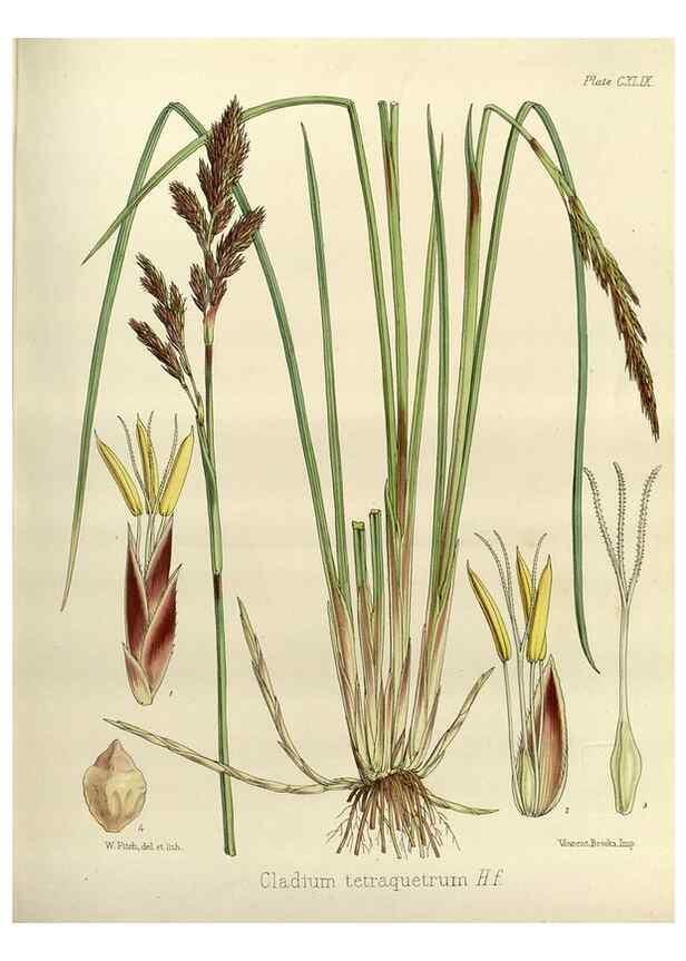 Reproducción/Reproduction 33113568995: The botany of the Antarctic voyage of H.M. discovery ships Erebus and Terror in the Years 1839-1843. London :Reeve Brothers,1844-1860.