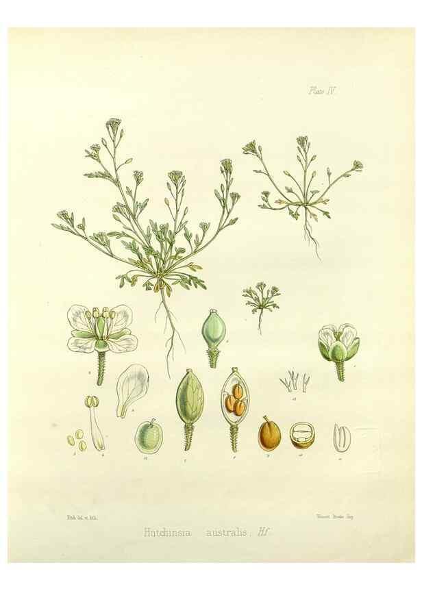 Reproducción/Reproduction 32986690411: The botany of the Antarctic voyage of H.M. discovery ships Erebus and Terror in the Years 1839-1843. London :Reeve Brothers,1844-1860.