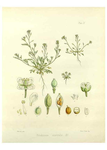 Reproducción/Reproduction 32986690411: The botany of the Antarctic voyage of H.M. discovery ships Erebus and Terror in the Years 1839-1843. London :Reeve Brothers,1844-1860.