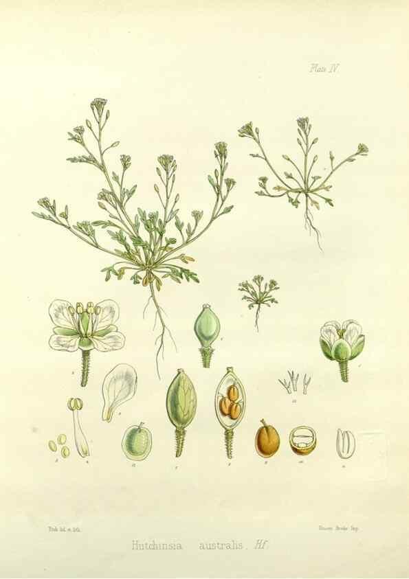 Reproducción/Reproduction 32986690411: The botany of the Antarctic voyage of H.M. discovery ships Erebus and Terror in the Years 1839-1843. London :Reeve Brothers,1844-1860.