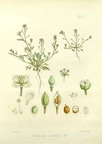 Reproducción/Reproduction 32986690411: The botany of the Antarctic voyage of H.M. discovery ships Erebus and Terror in the Years 1839-1843. London :Reeve Brothers,1844-1860.