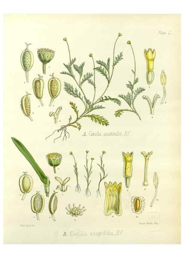 Reproducción/Reproduction 32297558123: The botany of the Antarctic voyage of H.M. discovery ships Erebus and Terror in the Years 1839-1843. London :Reeve Brothers,1844-1860.
