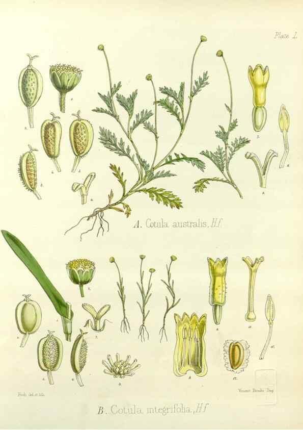 Reproducción/Reproduction 32297558123: The botany of the Antarctic voyage of H.M. discovery ships Erebus and Terror in the Years 1839-1843. London :Reeve Brothers,1844-1860.