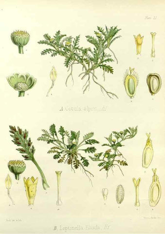 Reproducción/Reproduction 32730719830: The botany of the Antarctic voyage of H.M. discovery ships Erebus and Terror in the Years 1839-1843. London :Reeve Brothers,1844-1860.