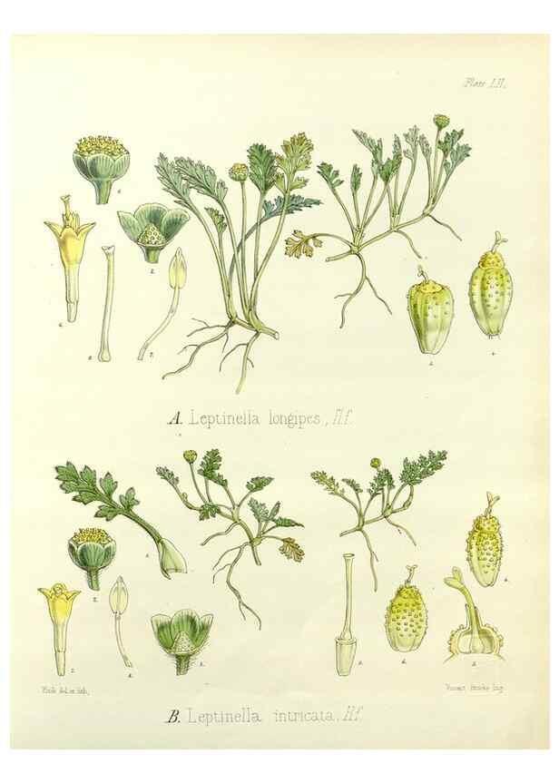 Reproducción/Reproduction 32730721580: The botany of the Antarctic voyage of H.M. discovery ships Erebus and Terror in the Years 1839-1843. London :Reeve Brothers,1844-1860.