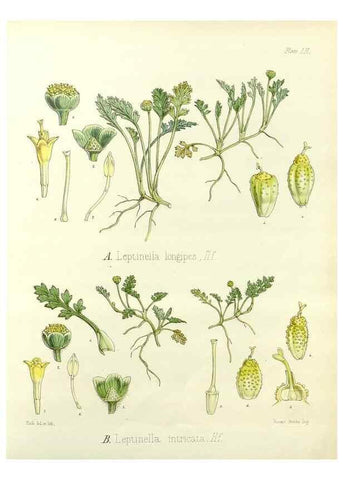 Reproducción/Reproduction 32730721580: The botany of the Antarctic voyage of H.M. discovery ships Erebus and Terror in the Years 1839-1843. London :Reeve Brothers,1844-1860.