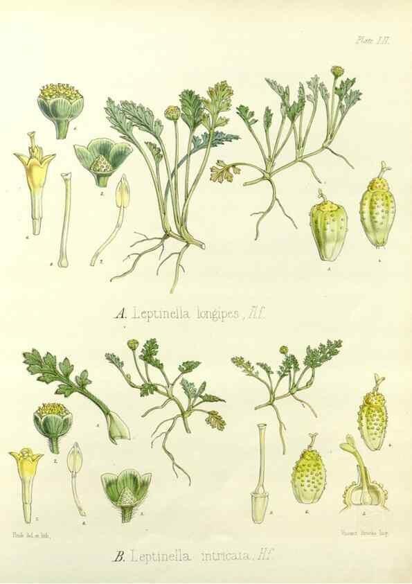 Reproducción/Reproduction 32730721580: The botany of the Antarctic voyage of H.M. discovery ships Erebus and Terror in the Years 1839-1843. London :Reeve Brothers,1844-1860.