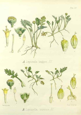 Reproducción/Reproduction 32730721580: The botany of the Antarctic voyage of H.M. discovery ships Erebus and Terror in the Years 1839-1843. London :Reeve Brothers,1844-1860.