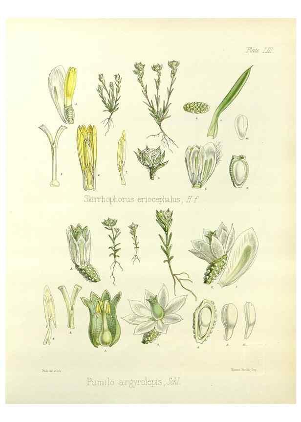 Reproducción/Reproduction 32730722680: The botany of the Antarctic voyage of H.M. discovery ships Erebus and Terror in the Years 1839-1843. London :Reeve Brothers,1844-1860.