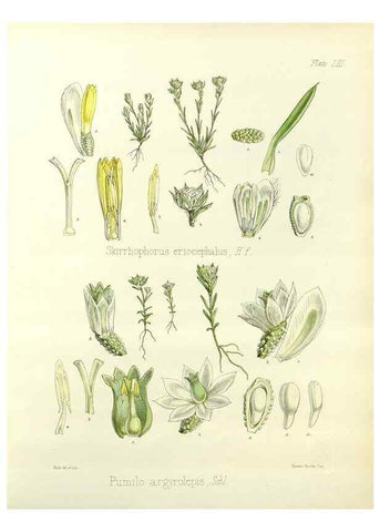 Reproducción/Reproduction 32730722680: The botany of the Antarctic voyage of H.M. discovery ships Erebus and Terror in the Years 1839-1843. London :Reeve Brothers,1844-1860.