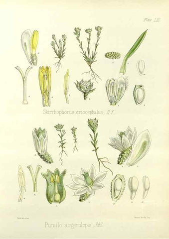 Reproducción/Reproduction 32730722680: The botany of the Antarctic voyage of H.M. discovery ships Erebus and Terror in the Years 1839-1843. London :Reeve Brothers,1844-1860.