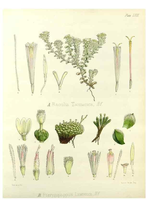 Reproducción/Reproduction 32986325691: The botany of the Antarctic voyage of H.M. discovery ships Erebus and Terror in the Years 1839-1843. London :Reeve Brothers,1844-1860.