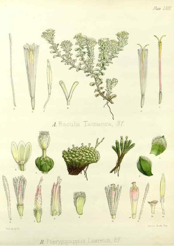 Reproducción/Reproduction 32986325691: The botany of the Antarctic voyage of H.M. discovery ships Erebus and Terror in the Years 1839-1843. London :Reeve Brothers,1844-1860.