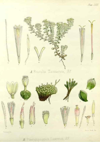 Reproducción/Reproduction 32986325691: The botany of the Antarctic voyage of H.M. discovery ships Erebus and Terror in the Years 1839-1843. London :Reeve Brothers,1844-1860.