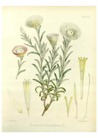 Reproducción/Reproduction 32986328291: The botany of the Antarctic voyage of H.M. discovery ships Erebus and Terror in the Years 1839-1843. London :Reeve Brothers,1844-1860.