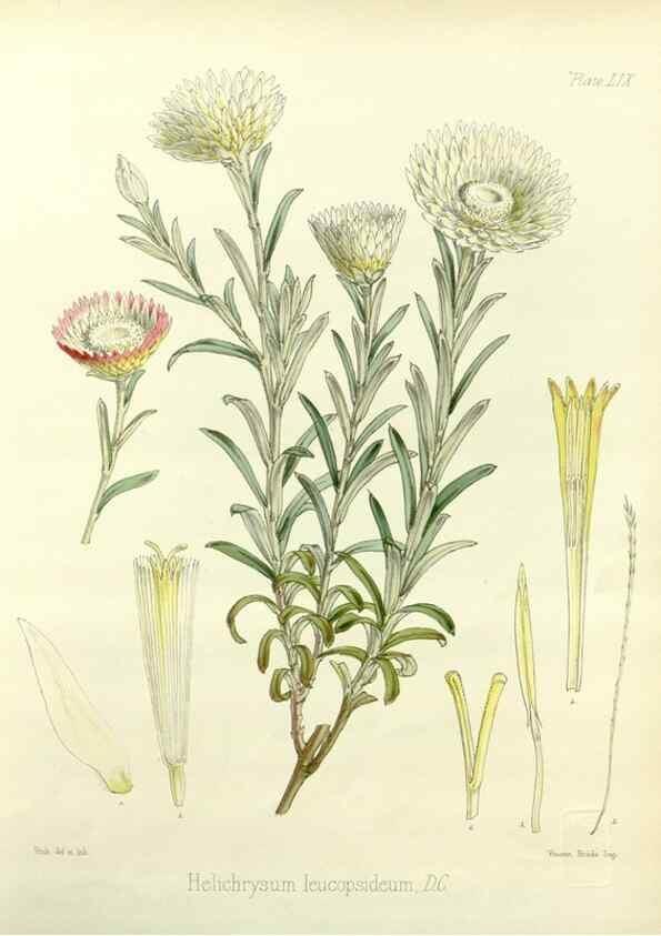 Reproducción/Reproduction 32986328291: The botany of the Antarctic voyage of H.M. discovery ships Erebus and Terror in the Years 1839-1843. London :Reeve Brothers,1844-1860.