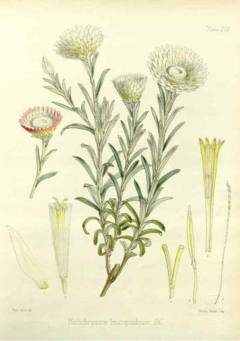 Reproducción/Reproduction 32986328291: The botany of the Antarctic voyage of H.M. discovery ships Erebus and Terror in the Years 1839-1843. London :Reeve Brothers,1844-1860.