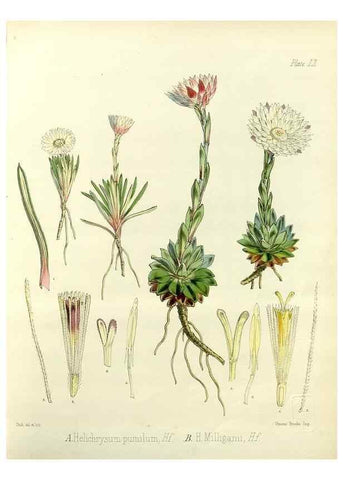 Reproducción/Reproduction 32986330321: The botany of the Antarctic voyage of H.M. discovery ships Erebus and Terror in the Years 1839-1843. London :Reeve Brothers,1844-1860.