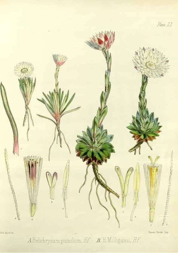 Reproducción/Reproduction 32986330321: The botany of the Antarctic voyage of H.M. discovery ships Erebus and Terror in the Years 1839-1843. London :Reeve Brothers,1844-1860.