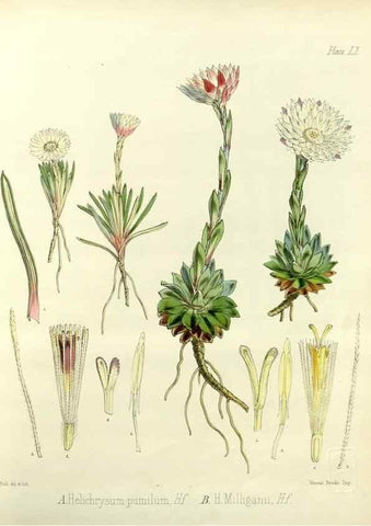 Reproducción/Reproduction 32986330321: The botany of the Antarctic voyage of H.M. discovery ships Erebus and Terror in the Years 1839-1843. London :Reeve Brothers,1844-1860.
