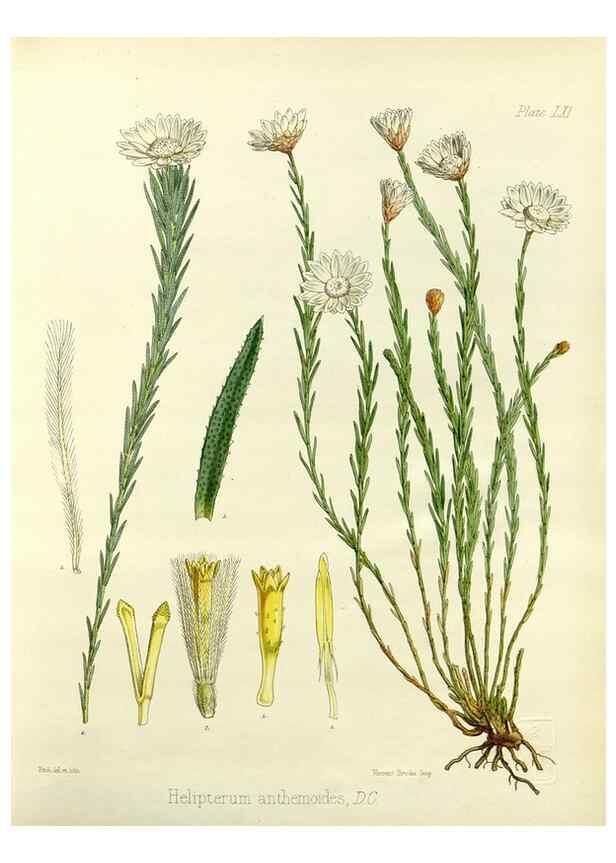Reproducción/Reproduction 32956878362: The botany of the Antarctic voyage of H.M. discovery ships Erebus and Terror in the Years 1839-1843. London :Reeve Brothers,1844-1860.
