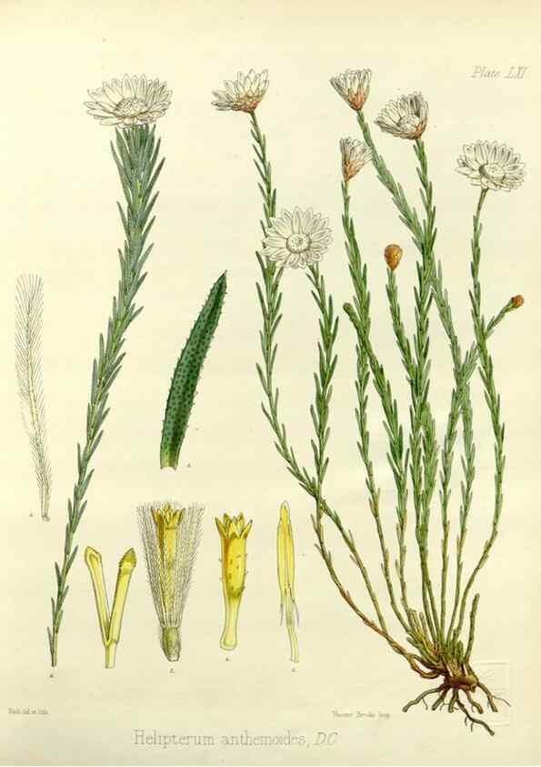 Reproducción/Reproduction 32956878362: The botany of the Antarctic voyage of H.M. discovery ships Erebus and Terror in the Years 1839-1843. London :Reeve Brothers,1844-1860.
