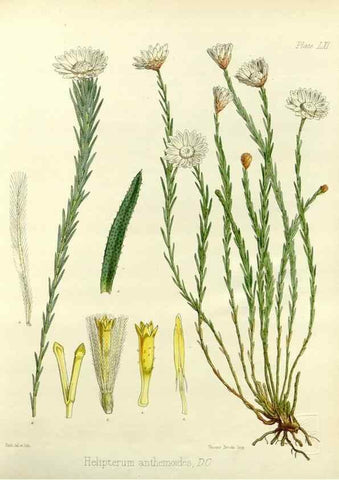 Reproducción/Reproduction 32956878362: The botany of the Antarctic voyage of H.M. discovery ships Erebus and Terror in the Years 1839-1843. London :Reeve Brothers,1844-1860.