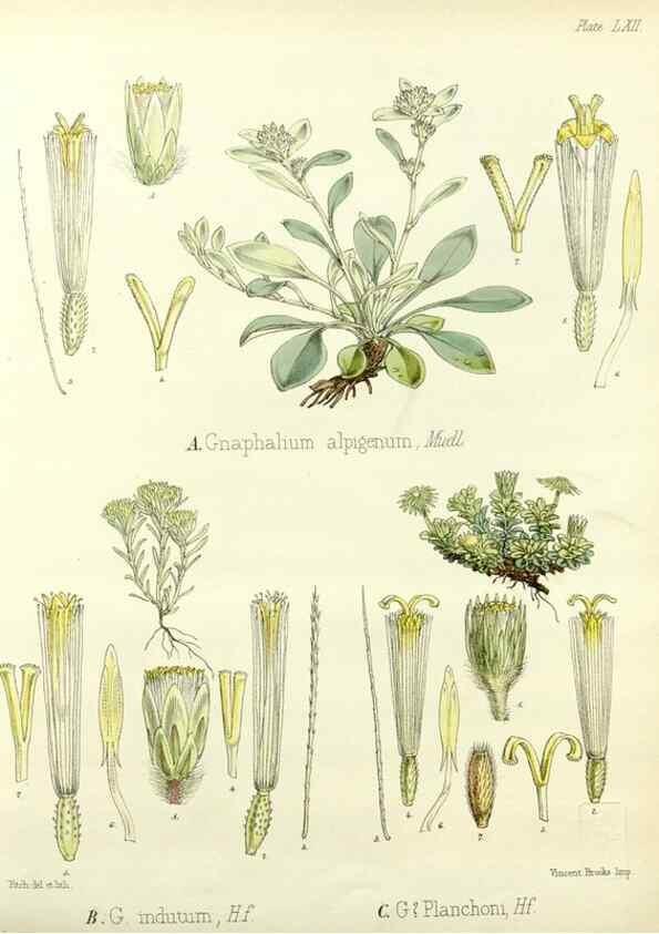 Reproducción/Reproduction 32730738570: The botany of the Antarctic voyage of H.M. discovery ships Erebus and Terror in the Years 1839-1843. London :Reeve Brothers,1844-1860.