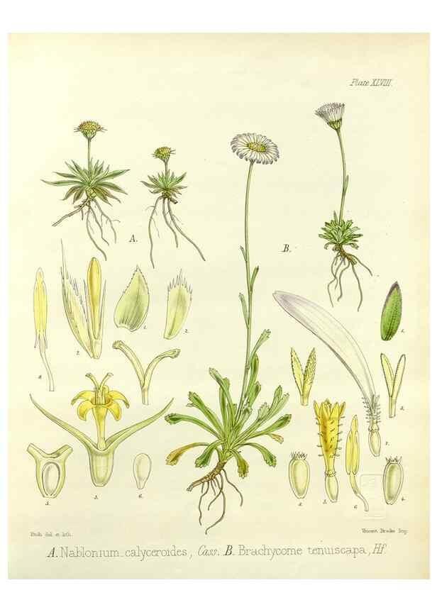 Reproducción/Reproduction 33071478826: The botany of the Antarctic voyage of H.M. discovery ships Erebus and Terror in the Years 1839-1843. London :Reeve Brothers,1844-1860.