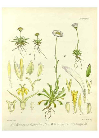 Reproducción/Reproduction 33071478826: The botany of the Antarctic voyage of H.M. discovery ships Erebus and Terror in the Years 1839-1843. London :Reeve Brothers,1844-1860.