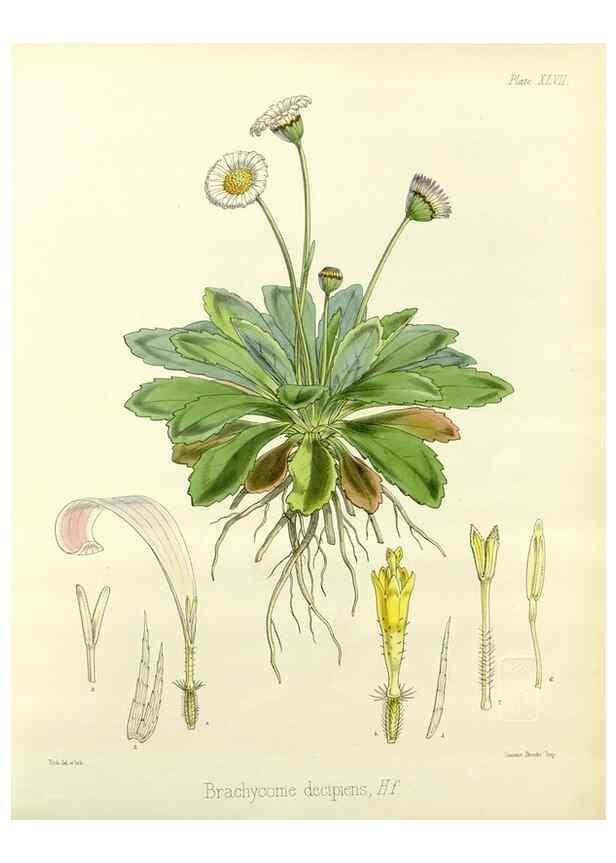 Reproducción/Reproduction 33071476296: The botany of the Antarctic voyage of H.M. discovery ships Erebus and Terror in the Years 1839-1843. London :Reeve Brothers,1844-1860.