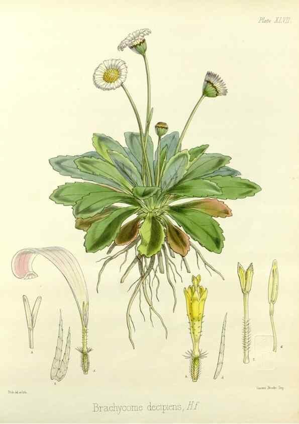 Reproducción/Reproduction 33071476296: The botany of the Antarctic voyage of H.M. discovery ships Erebus and Terror in the Years 1839-1843. London :Reeve Brothers,1844-1860.