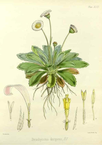 Reproducción/Reproduction 33071476296: The botany of the Antarctic voyage of H.M. discovery ships Erebus and Terror in the Years 1839-1843. London :Reeve Brothers,1844-1860.