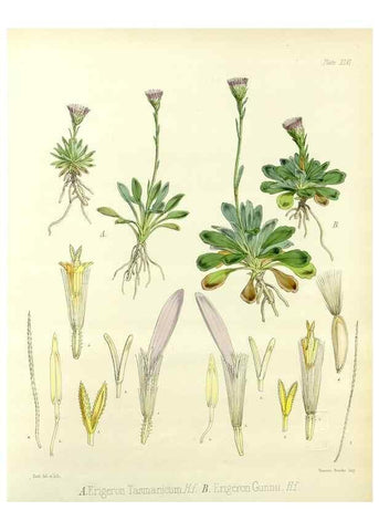 Reproducción/Reproduction 32986302201: The botany of the Antarctic voyage of H.M. discovery ships Erebus and Terror in the Years 1839-1843. London :Reeve Brothers,1844-1860.