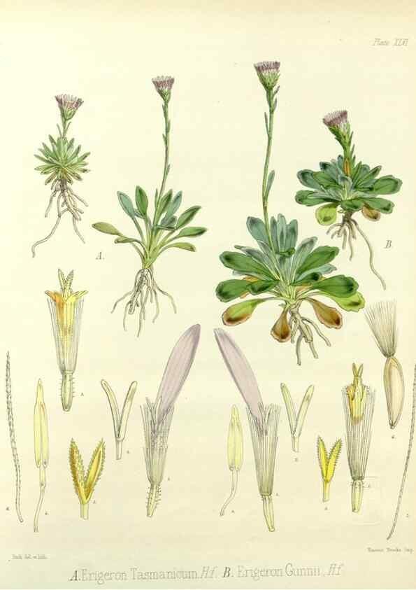 Reproducción/Reproduction 32986302201: The botany of the Antarctic voyage of H.M. discovery ships Erebus and Terror in the Years 1839-1843. London :Reeve Brothers,1844-1860.